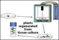 gene gun cartoon