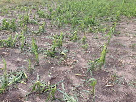 Hail-damaged corn seedlings