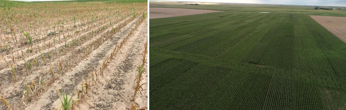 Figure 1. Field of early-planted corn that dried up due to drought conditions during the early season in 2017 (left). Areal imagery of the study conducted in 2019 (right).