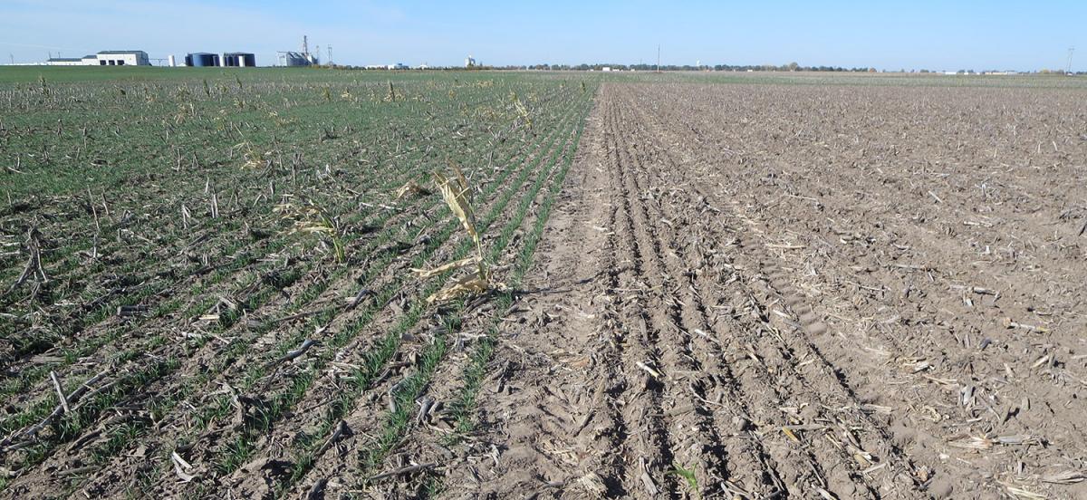 wheat research plots in western Nebraska