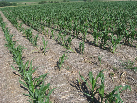 Patch of corn exhibiting "rootless" syndrome