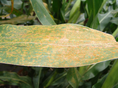 Corn leaf with southern rust