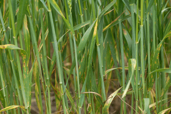 Photo - Tan spot in wheat