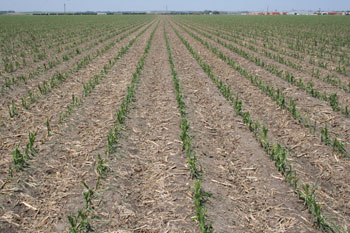 Hailed corn field