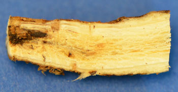 Alfalfa root infested with Fusarium