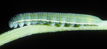 Alfalfa caterpillar - UNL