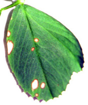 Photo - Leaf spot
