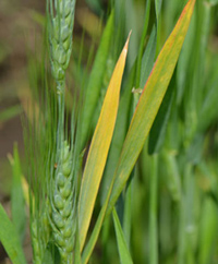 Barley yellow dwarf