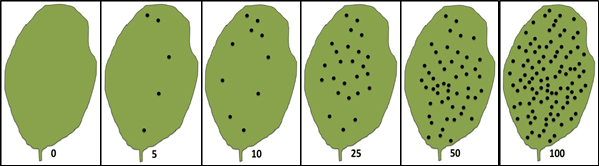 Aphid scouting reference