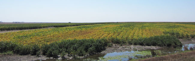 Soybean field with rhizoctonia root rot