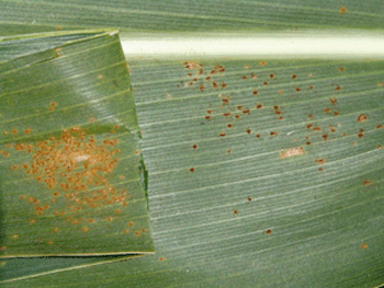 Photo: Common rust pustules compared with southern rust pustules