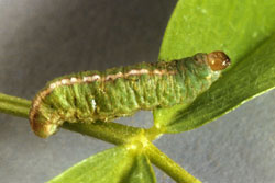 Photo - Clover leaf weevil