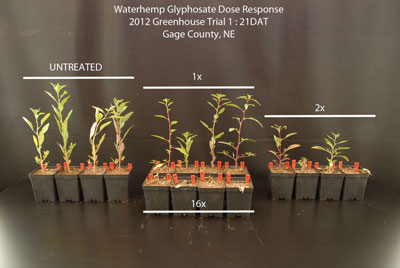 Glyphosate resistant common waterhemp in the greenhouse