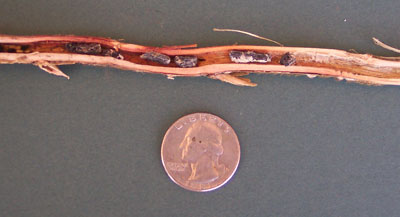 Sclerotia inside soybean stem
