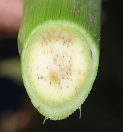 Discolored vascular bundles in a corn stalk, indicating Goss's wilt