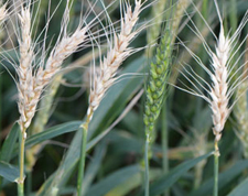 Wheat with bleached heads