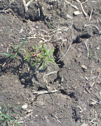 Cracked, dry soil in Richardson County, June 2012