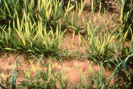 Sulfur deficiency shown in wheat