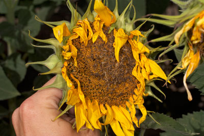 Sunflower head moth