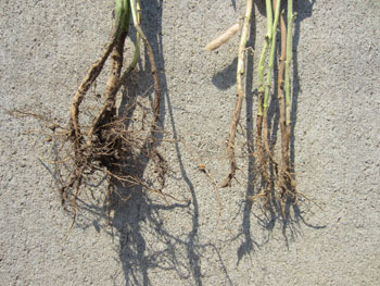 Soybean roots exhibiting damage from rhizoctonia solai