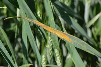 Stripe rust in wheat