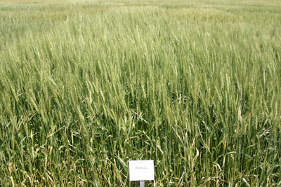 McGill wheat