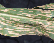 gray leaf spot