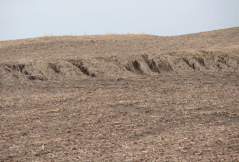 Eroded, residue-covered field