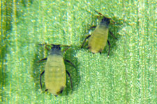 Corn leaf aphid