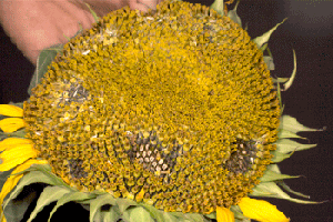 Photo - Sunflower head