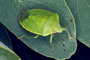 Photo - Green stink bug