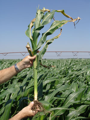 Corn plant systemically infected with Goss's wilt