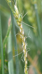 Wheat head damaged by frost