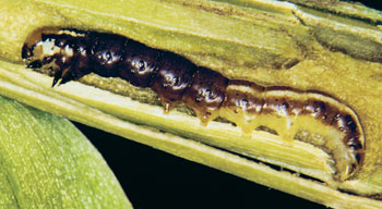 Young stalk borer larvae