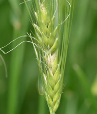 Barley with fusarium head blight
