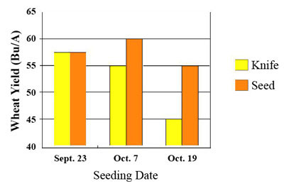 wheat seeding date effects
