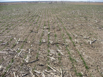 Western Nebraska wheat, March 15, 2013