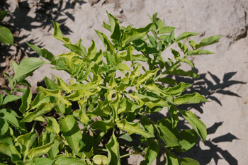 Plant damage from potato psyllid