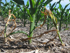Rootless corn syndrome