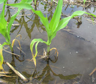 Photo - Flooded corn plant