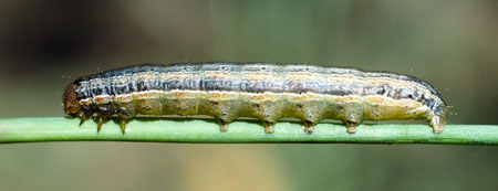 army cutworm
