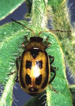 bean leaf beetle