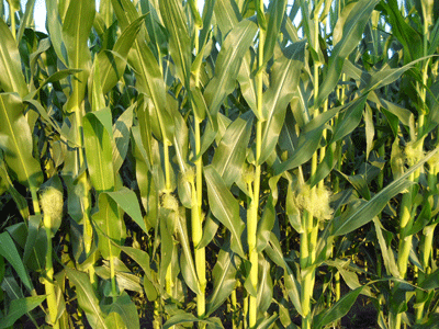 Silking corn - 7-18-11