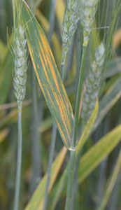 Wheat stripe rust