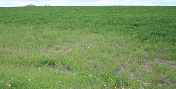 Wilt in an alfalfa field