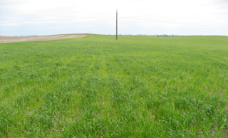 Photo - Nitrogen deficient wheat