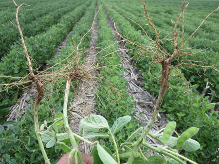 Soybeans with no nodules