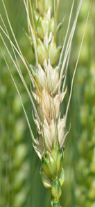 Scabby wheat