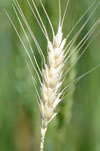 Damage from wheat stem maggot
