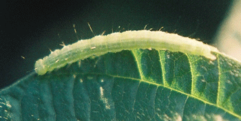 Photo - Green cloverworm